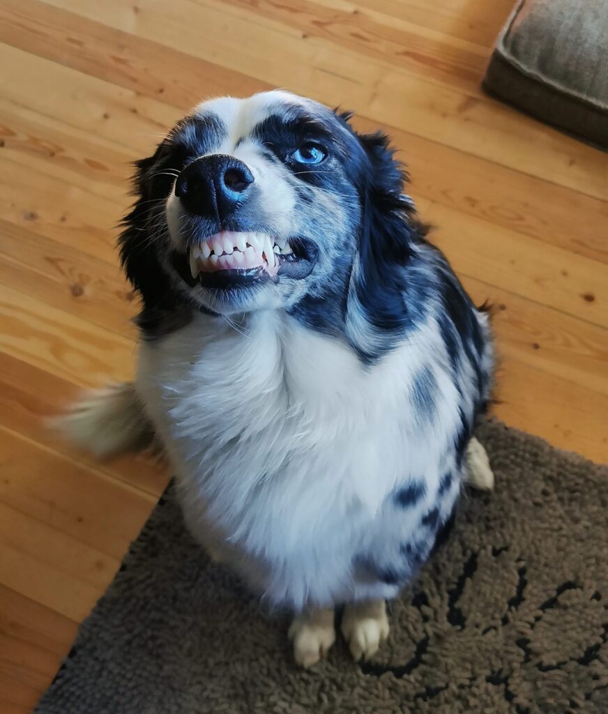 Dog dental