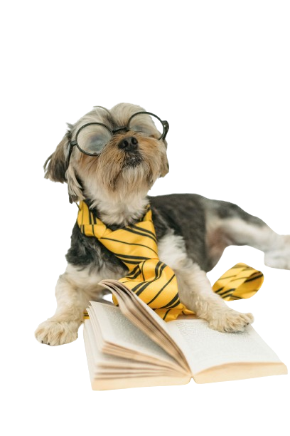 dog with glasses, reading a book