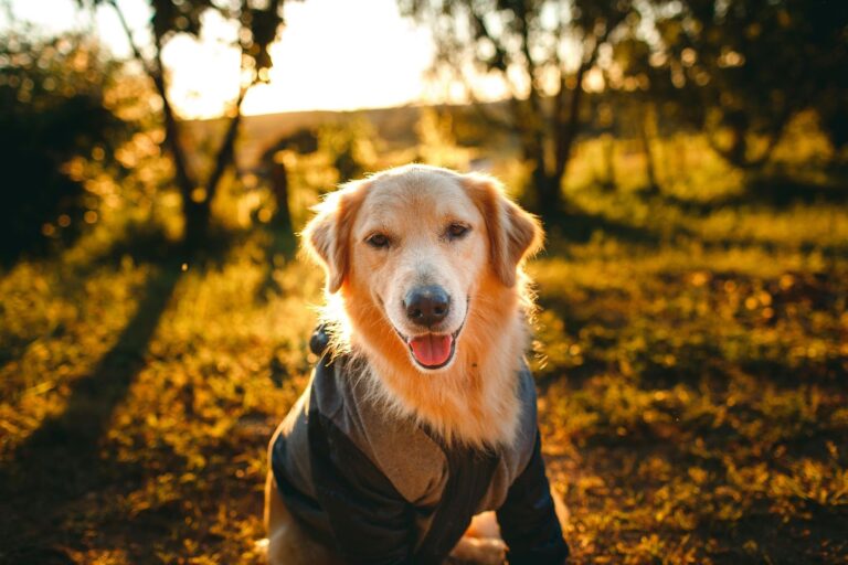 Preparing Pets for the Changing Weather During Autumn