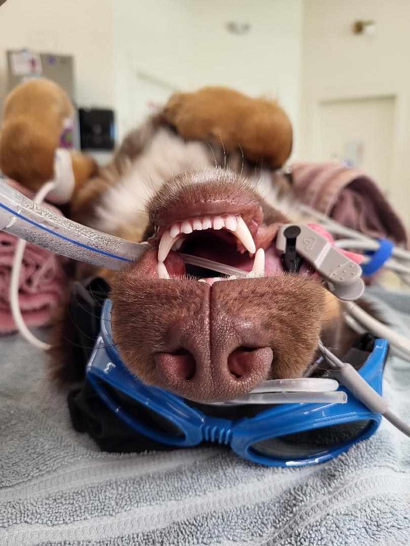 Patient relaxing during laser therapy at Lethbridge Pet Hospital