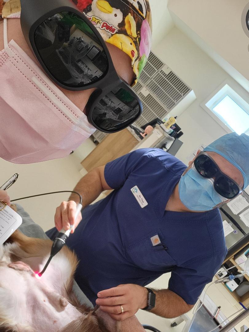 Patient receiving post-operative laser therapy at Lethbridge Pet Hospital