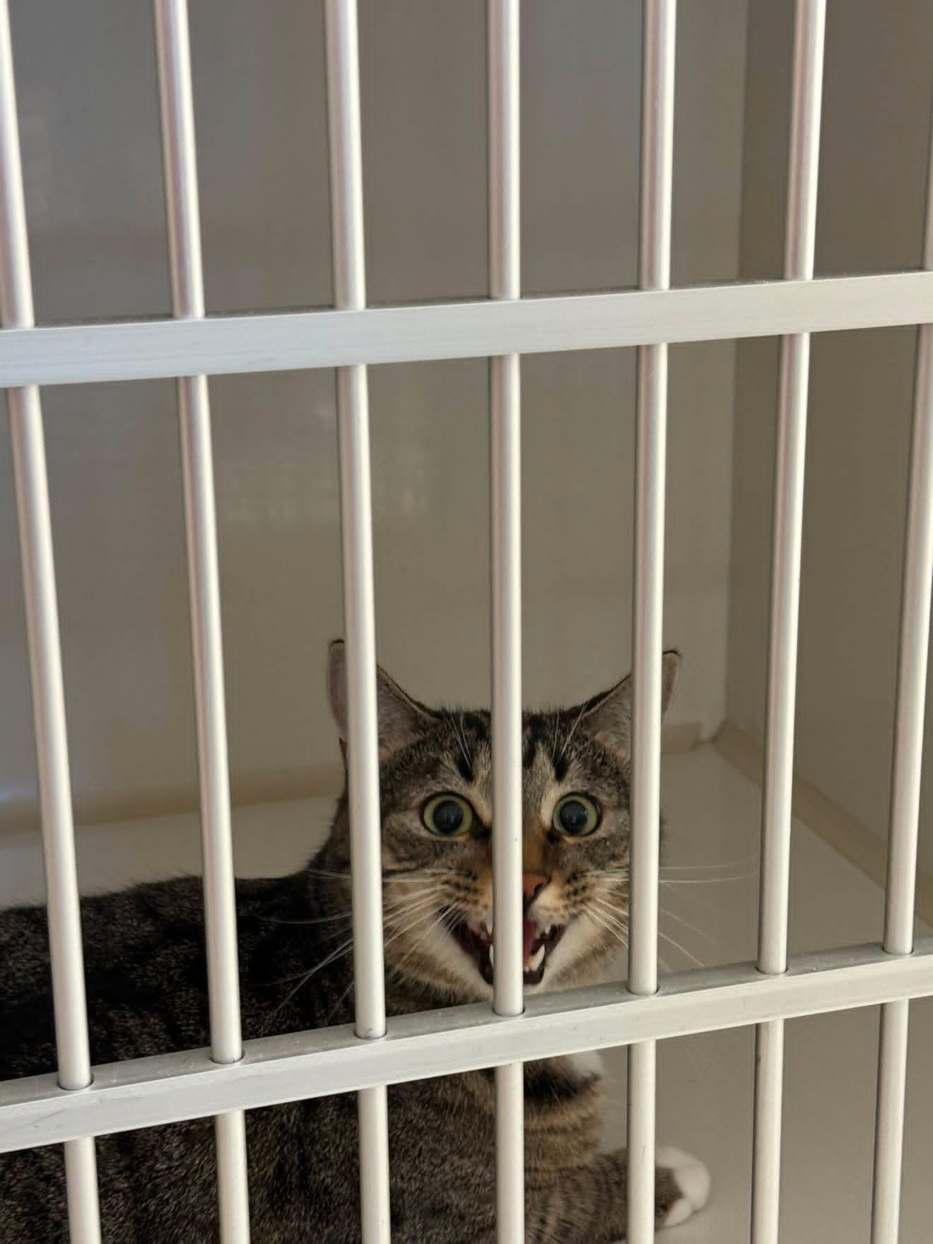 Peanut behind bars at Lethbridge Pet Hospital