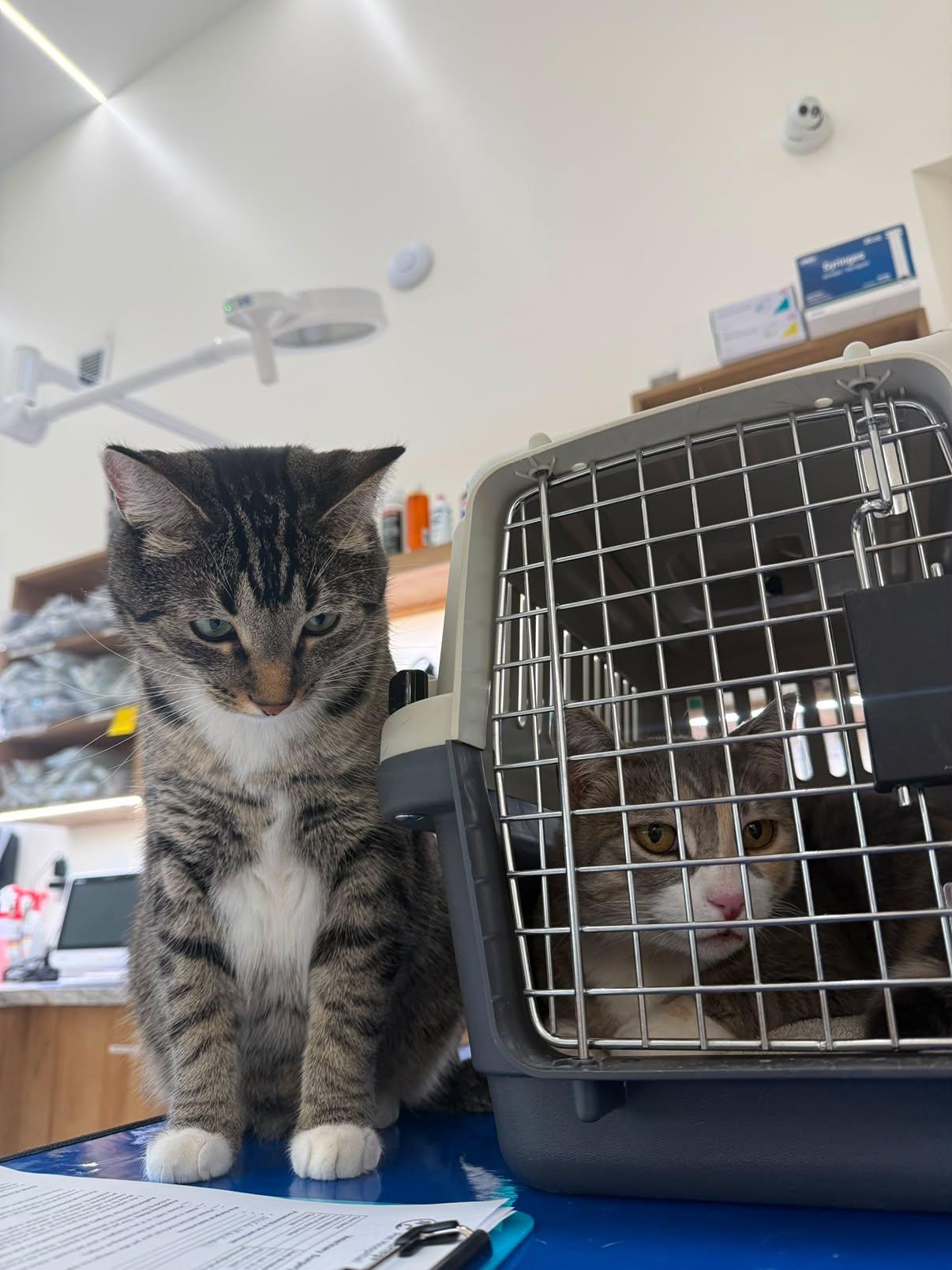 Peanut visiting Sugar at Lethbridge Pet Hospital