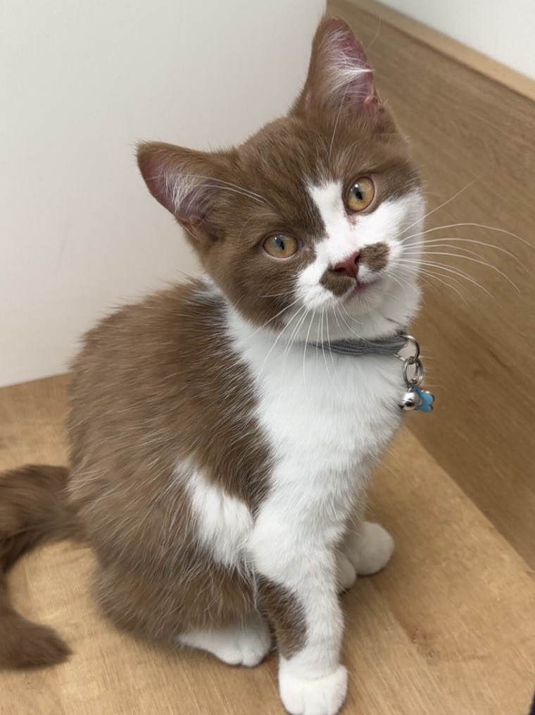 Pet wellness at Lethbridge Pet Hospital