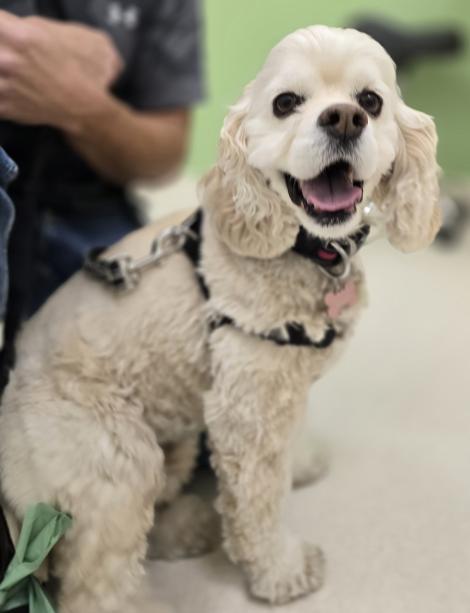 Molly, October Pet of the Month at Lethbridge Pet Hospital